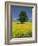 Single Tree in a Field of Oil Seed Rape in Flower Near Pontivy in Brittany, France, Europe-Michael Busselle-Framed Photographic Print