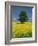 Single Tree in a Field of Oil Seed Rape in Flower Near Pontivy in Brittany, France, Europe-Michael Busselle-Framed Photographic Print