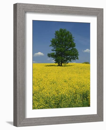 Single Tree in a Field of Oil Seed Rape in Flower Near Pontivy in Brittany, France, Europe-Michael Busselle-Framed Photographic Print