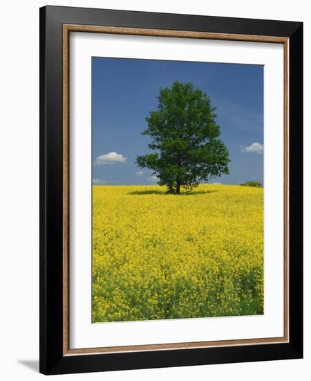 Single Tree in a Field of Oil Seed Rape in Flower Near Pontivy in Brittany, France, Europe-Michael Busselle-Framed Photographic Print