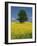 Single Tree in a Field of Oil Seed Rape in Flower Near Pontivy in Brittany, France, Europe-Michael Busselle-Framed Photographic Print