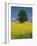 Single Tree in a Field of Oil Seed Rape in Flower Near Pontivy in Brittany, France, Europe-Michael Busselle-Framed Photographic Print