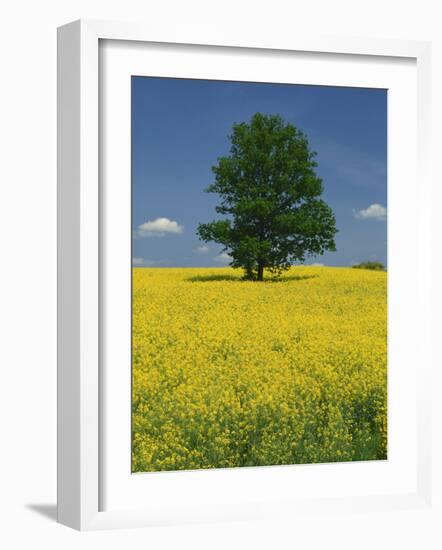 Single Tree in a Field of Oil Seed Rape in Flower Near Pontivy in Brittany, France, Europe-Michael Busselle-Framed Photographic Print