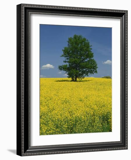 Single Tree in a Field of Oil Seed Rape in Flower Near Pontivy in Brittany, France, Europe-Michael Busselle-Framed Photographic Print