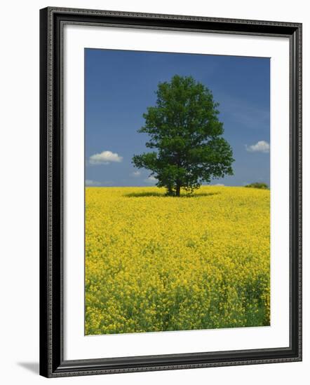 Single Tree in a Field of Oil Seed Rape in Flower Near Pontivy in Brittany, France, Europe-Michael Busselle-Framed Photographic Print