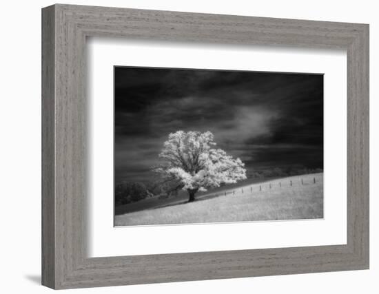 Single tree in black and white infrared view along the Blue Ridge Parkway, North Carolina-Adam Jones-Framed Photographic Print