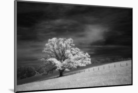 Single tree in black and white infrared view along the Blue Ridge Parkway, North Carolina-Adam Jones-Mounted Photographic Print