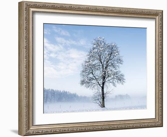 Single Tree in Snow-Covered Winter Scenery, Bavarians, Germany, Euroa-P. Widmann-Framed Photographic Print