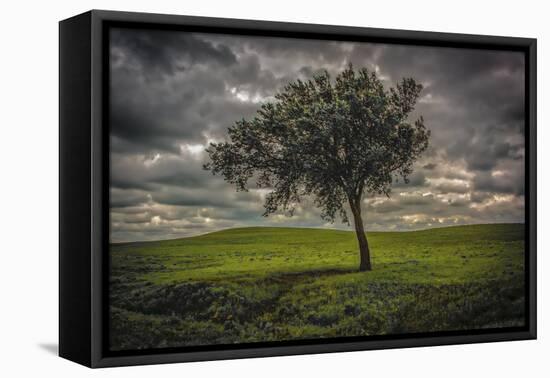 Single tree in the luscious green Flint Hills of Kansas-Michael Scheufler-Framed Premier Image Canvas