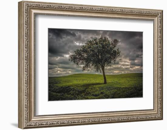 Single tree in the luscious green Flint Hills of Kansas-Michael Scheufler-Framed Photographic Print
