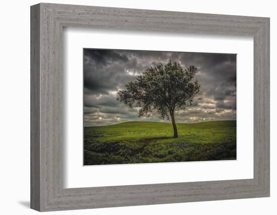 Single tree in the luscious green Flint Hills of Kansas-Michael Scheufler-Framed Photographic Print