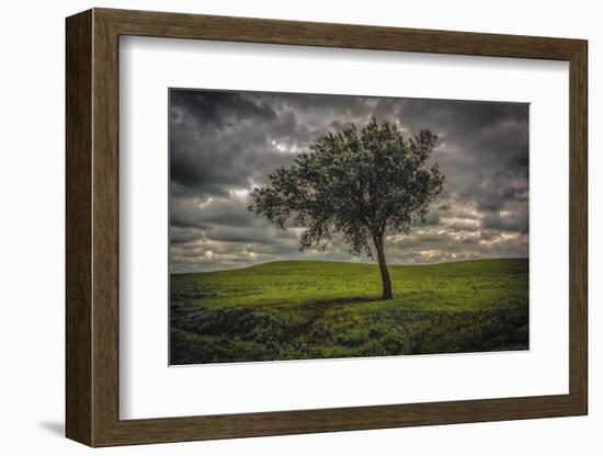 Single tree in the luscious green Flint Hills of Kansas-Michael Scheufler-Framed Photographic Print