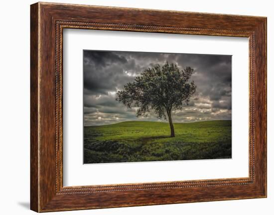 Single tree in the luscious green Flint Hills of Kansas-Michael Scheufler-Framed Photographic Print