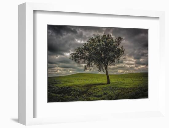 Single tree in the luscious green Flint Hills of Kansas-Michael Scheufler-Framed Photographic Print