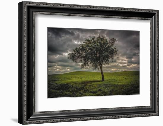 Single tree in the luscious green Flint Hills of Kansas-Michael Scheufler-Framed Photographic Print