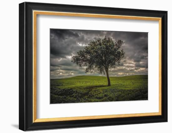 Single tree in the luscious green Flint Hills of Kansas-Michael Scheufler-Framed Photographic Print