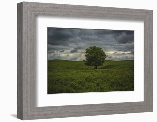 Single tree in the lush brush in the Flint Hills of Kansas-Michael Scheufler-Framed Photographic Print