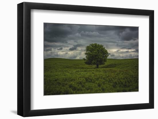 Single tree in the lush brush in the Flint Hills of Kansas-Michael Scheufler-Framed Photographic Print