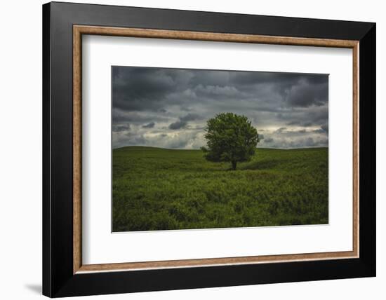 Single tree in the lush brush in the Flint Hills of Kansas-Michael Scheufler-Framed Photographic Print