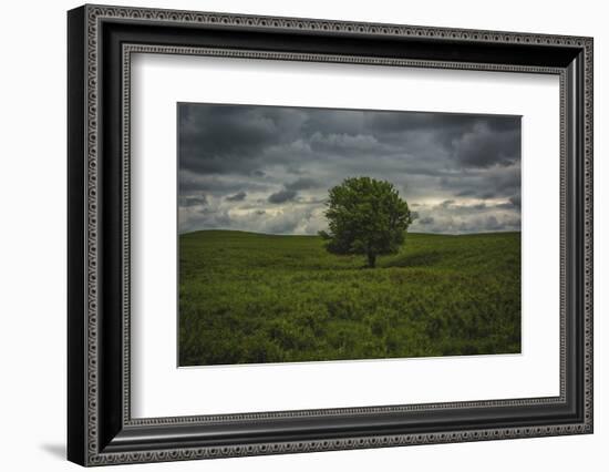 Single tree in the lush brush in the Flint Hills of Kansas-Michael Scheufler-Framed Photographic Print