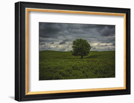 Single tree in the lush brush in the Flint Hills of Kansas-Michael Scheufler-Framed Photographic Print