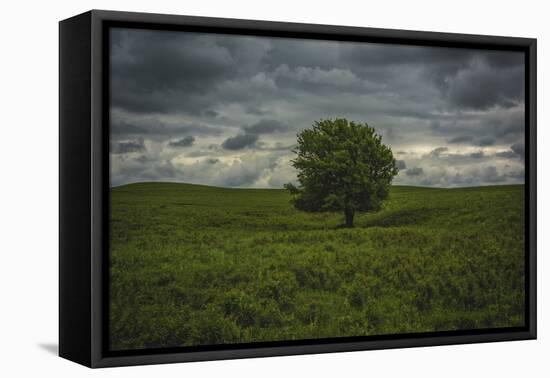 Single tree in the lush brush in the Flint Hills of Kansas-Michael Scheufler-Framed Premier Image Canvas