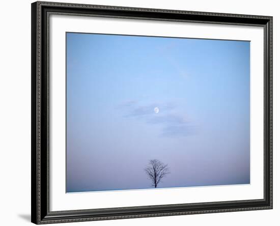 Single Tree in Winter Landscape Evening Moon-null-Framed Photographic Print