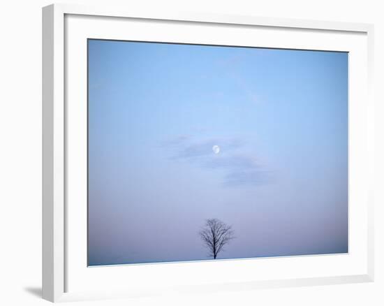 Single Tree in Winter Landscape Evening Moon-null-Framed Photographic Print
