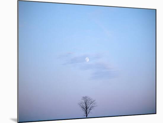 Single Tree in Winter Landscape Evening Moon-null-Mounted Photographic Print