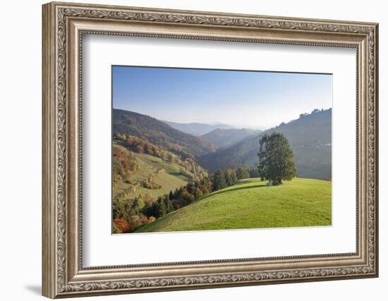 Single tree on hill, Wiedener Eck, Black Forest, Baden-Wurttemberg, Germany-Markus Lange-Framed Photographic Print