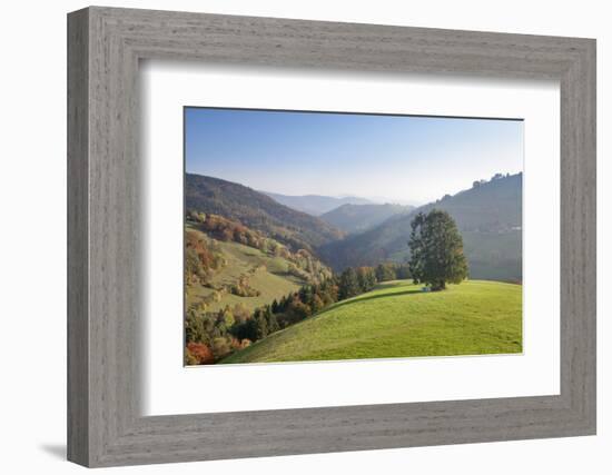 Single tree on hill, Wiedener Eck, Black Forest, Baden-Wurttemberg, Germany-Markus Lange-Framed Photographic Print