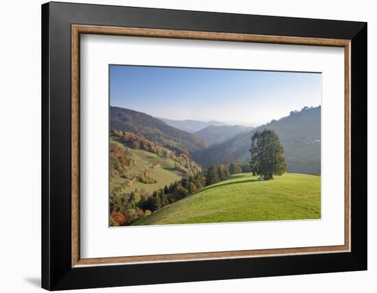 Single tree on hill, Wiedener Eck, Black Forest, Baden-Wurttemberg, Germany-Markus Lange-Framed Photographic Print