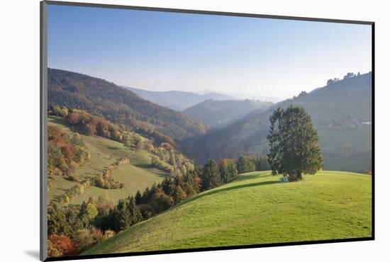 Single tree on hill, Wiedener Eck, Black Forest, Baden-Wurttemberg, Germany-Markus Lange-Mounted Photographic Print