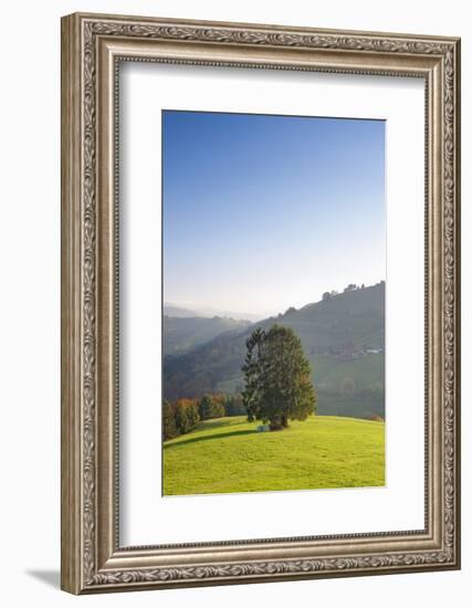 Single tree on hill, Wiedener Eck, Black Forest, Baden-Wurttemberg, Germany-Markus Lange-Framed Photographic Print