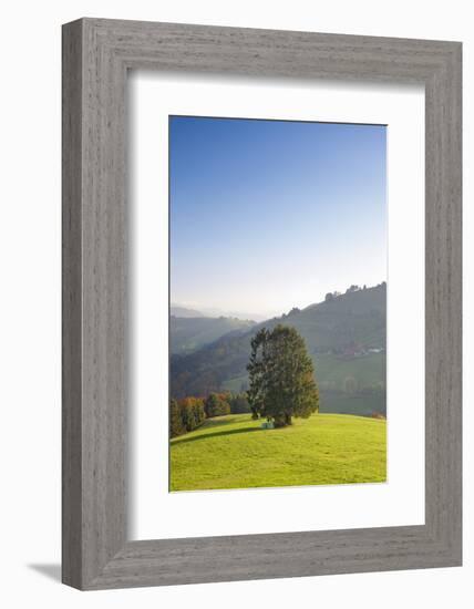 Single tree on hill, Wiedener Eck, Black Forest, Baden-Wurttemberg, Germany-Markus Lange-Framed Photographic Print