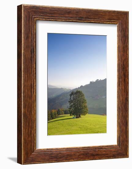 Single tree on hill, Wiedener Eck, Black Forest, Baden-Wurttemberg, Germany-Markus Lange-Framed Photographic Print