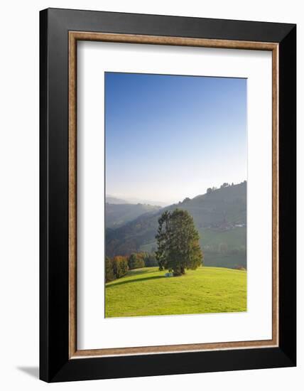 Single tree on hill, Wiedener Eck, Black Forest, Baden-Wurttemberg, Germany-Markus Lange-Framed Photographic Print