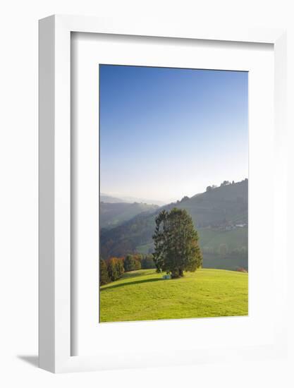 Single tree on hill, Wiedener Eck, Black Forest, Baden-Wurttemberg, Germany-Markus Lange-Framed Photographic Print