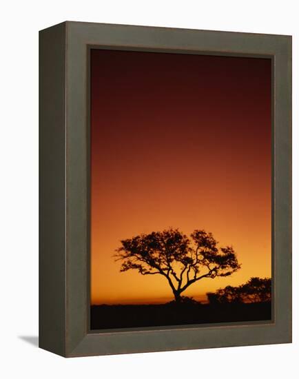 Single Tree Silhouetted Against a Red Sunset Sky in the Evening, Kruger National Park, South Africa-Paul Allen-Framed Premier Image Canvas