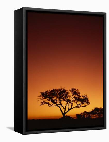 Single Tree Silhouetted Against a Red Sunset Sky in the Evening, Kruger National Park, South Africa-Paul Allen-Framed Premier Image Canvas