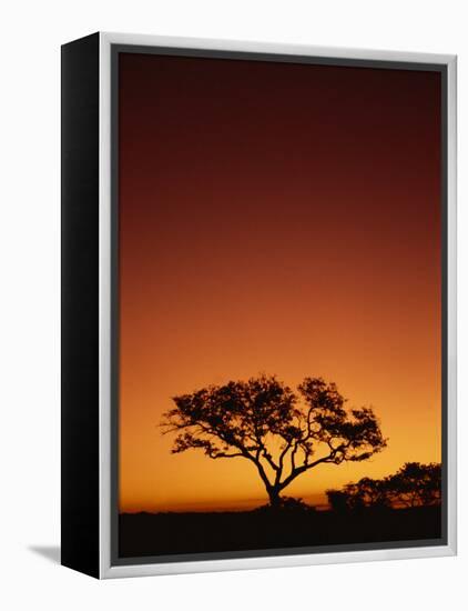 Single Tree Silhouetted Against a Red Sunset Sky in the Evening, Kruger National Park, South Africa-Paul Allen-Framed Premier Image Canvas