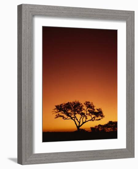 Single Tree Silhouetted Against a Red Sunset Sky in the Evening, Kruger National Park, South Africa-Paul Allen-Framed Photographic Print