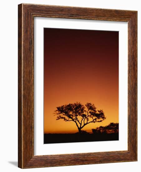 Single Tree Silhouetted Against a Red Sunset Sky in the Evening, Kruger National Park, South Africa-Paul Allen-Framed Photographic Print