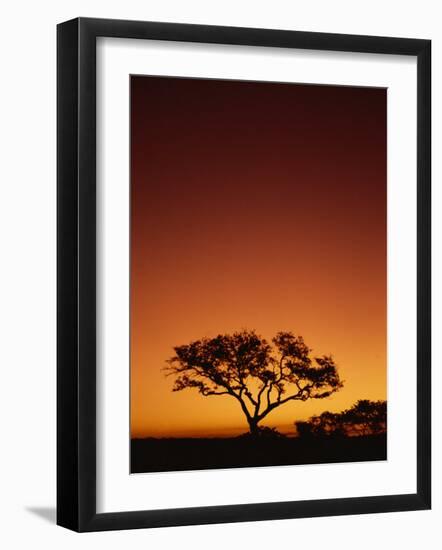 Single Tree Silhouetted Against a Red Sunset Sky in the Evening, Kruger National Park, South Africa-Paul Allen-Framed Photographic Print