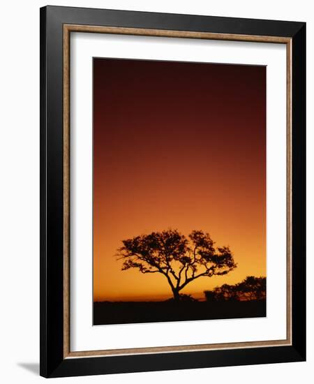 Single Tree Silhouetted Against a Red Sunset Sky in the Evening, Kruger National Park, South Africa-Paul Allen-Framed Photographic Print