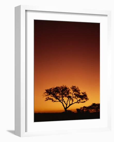 Single Tree Silhouetted Against a Red Sunset Sky in the Evening, Kruger National Park, South Africa-Paul Allen-Framed Photographic Print