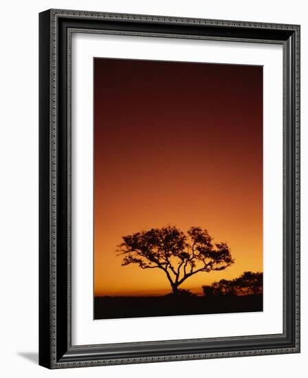 Single Tree Silhouetted Against a Red Sunset Sky in the Evening, Kruger National Park, South Africa-Paul Allen-Framed Photographic Print