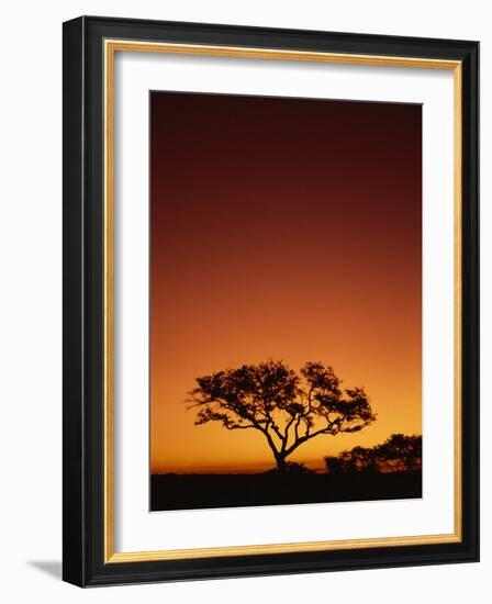 Single Tree Silhouetted Against a Red Sunset Sky in the Evening, Kruger National Park, South Africa-Paul Allen-Framed Photographic Print