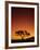 Single Tree Silhouetted Against a Red Sunset Sky in the Evening, Kruger National Park, South Africa-Paul Allen-Framed Photographic Print