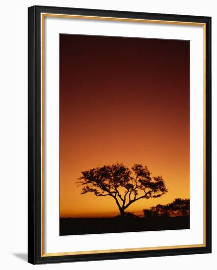 Single Tree Silhouetted Against a Red Sunset Sky in the Evening, Kruger National Park, South Africa-Paul Allen-Framed Photographic Print